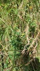 Hypericum maculatum maculatum