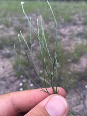 Chaetopappa ericoides