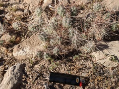 Grusonia grahamii