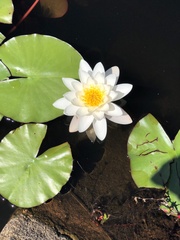 Nymphaea alba