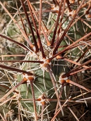 Grusonia grahamii