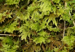 Thuidium tamariscinum