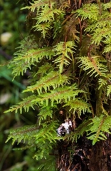 Thuidium tamariscinum