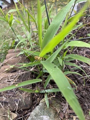 Chasmanthium latifolium