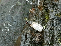 Calliopum elisae