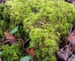 Thuidium tamariscinum