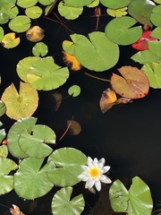 Nymphaea alba