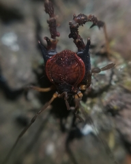 Metagyndes pulchella