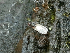 Calliopum elisae