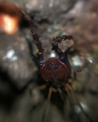 Metagyndes pulchella