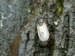 Calliopum elisae