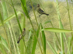 Passerina versicolor