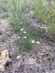 Chaetopappa ericoides