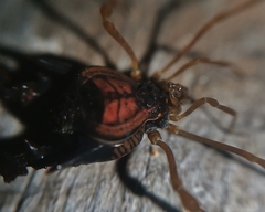 Neogonyleptes docilis