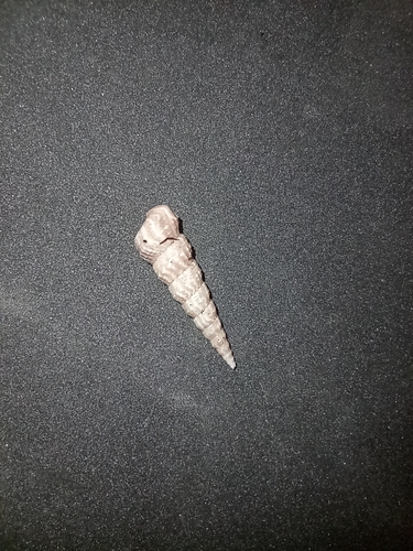Turritella nodulosa observed 2022-11-07