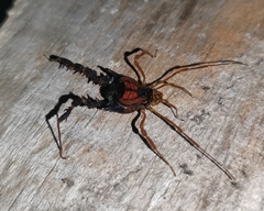 Neogonyleptes docilis