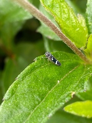 Macugonalia leucomelas