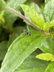 Macugonalia leucomelas