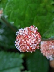 Lecanthus peduncularis