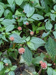 Lecanthus peduncularis