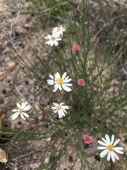 Chaetopappa ericoides