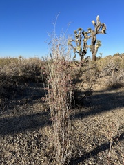Eriogonum plumatella