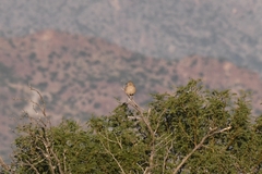 Toxostoma bendirei