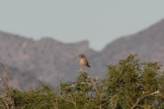 Toxostoma bendirei