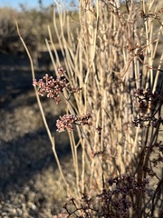 Eriogonum plumatella