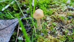 Mycena capillaripes