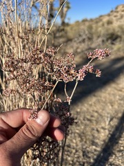 Eriogonum plumatella