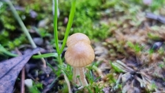 Mycena capillaripes