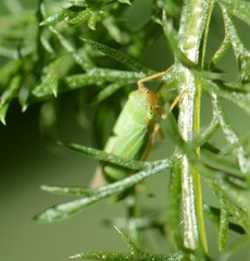 Draeculacephala crassicornis