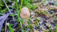 Mycena capillaripes