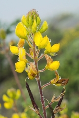 Adenocarpus viscosus image