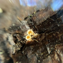 Lachnellula
