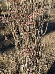 Eriogonum plumatella