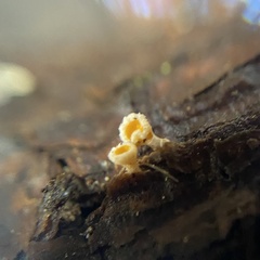 Lachnellula
