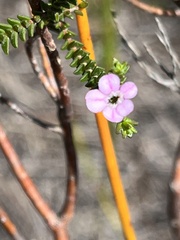 Euchaetis albertiniana