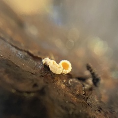 Lachnellula