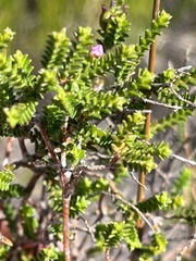 Euchaetis albertiniana