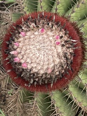 Melocactus intortus