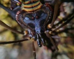 Sadocus asperatus