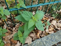 Urtica dioica