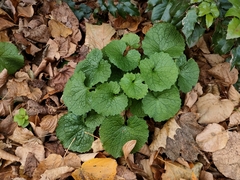 Alliaria petiolata