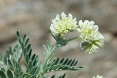 Anthyllis barba-jovis