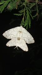 Thyrinteina arnobia