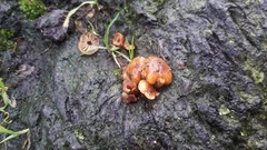 Flammulina velutipes