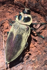 Euchroma giganteum