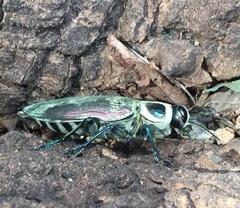 Euchroma giganteum